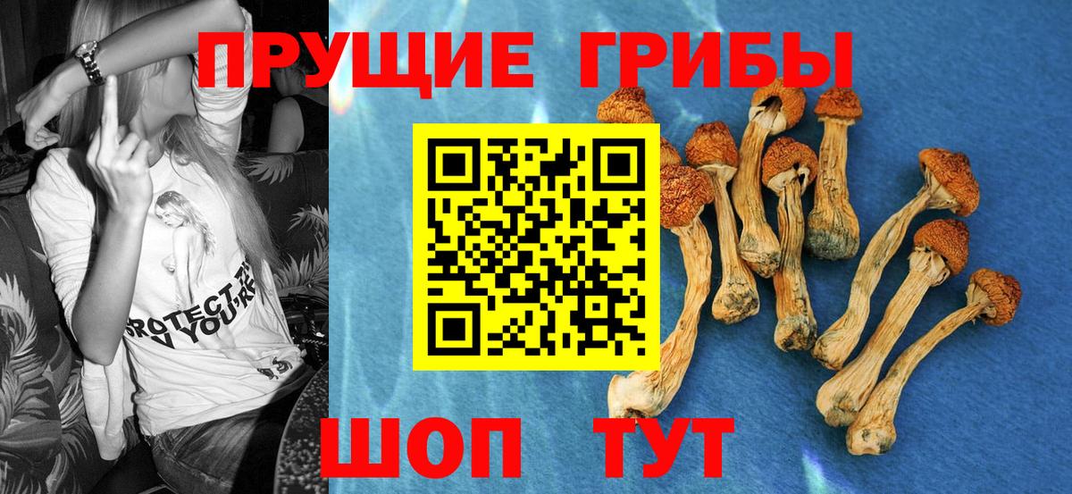 Галлюциногенные грибы Psilocybine cubensis  купить  сайты  Березники  Галлюциногенные грибы Psilocybe 