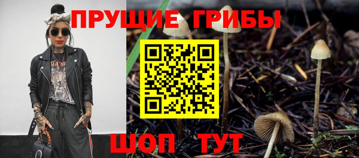 Галлюциногенные грибы Psilocybine cubensis Березники